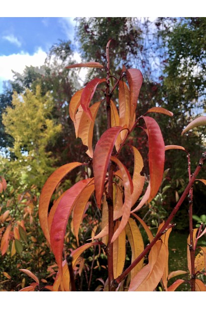 Prunus persica Stillet on shtambe